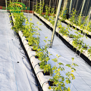 Serre commerciale multi-travées durable à double couche <span class=keywords><strong>en</strong></span> film PE avec structure <span class=keywords><strong>en</strong></span> acier galvanisé pour la culture de légumes toute l'année - Product Image 3