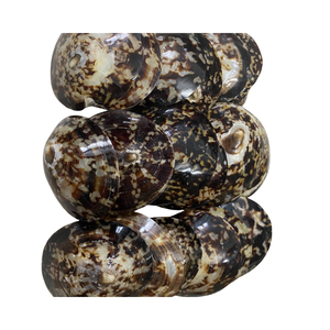 Concha de Limpet VietChoice, Concha Marina Natural, Suministro a Granel Estable - Product Image 6