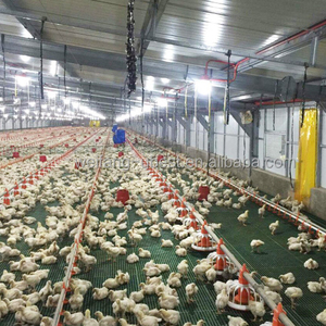 Modern Chicken Farm Poultry House Automatic Pan <strong>Feeder</strong> and Nipple Drinkers - Product Image 1