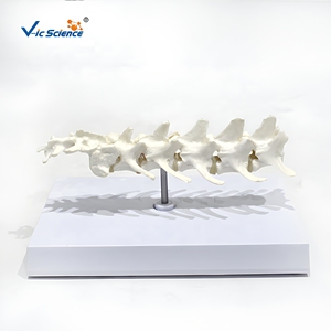 Modelo de Columna Lumbar Canina, Modelo de Enseñanza de Anatomía de Vértebras Lumbares Caninas - Product Image 3