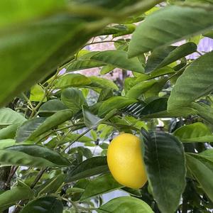 Piccolo Bonsai Artificiale di Limone, Pianta Verde Simulata in Vaso per Decorazione di Soggiorno o Ufficio - Product Image 4
