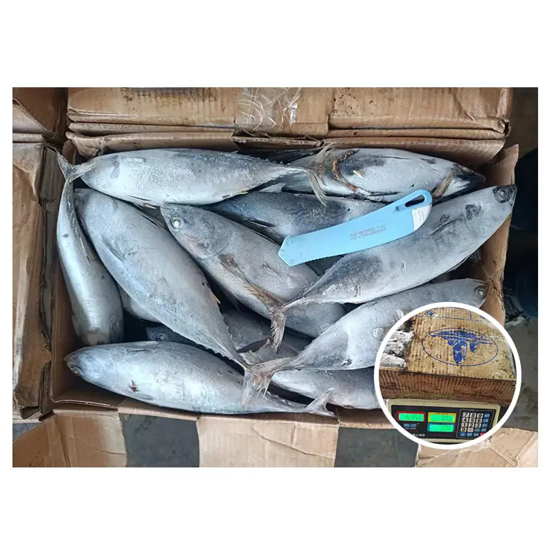 Seafrozen kualitas kompetitif Harga seluruh Bonito ikan Tuna Frozen Bonito