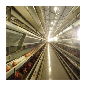 Jaula para <span class=keywords><strong>pollos</strong></span> <span class=keywords><strong>de</strong></span> exportación, gallinero para 5000 gallinas en <span class=keywords><strong>venta</strong></span> - Product Image 6