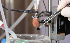 Anpassbare Flexible MEA für Kardiologische Elektrophysiologie-Studien <span class=keywords><strong>in</strong></span> Kleinen und Großen Tiermodellen - Product Image 6