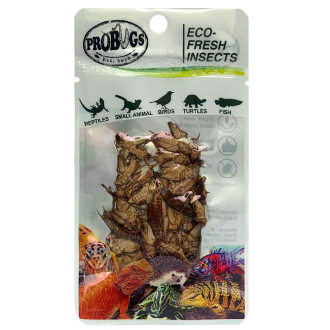 High Protein Edible Cricket Animal Feed Pet Food Eco Fresh Cricket ... - Dehydrated Cricket Protein For Reptiles