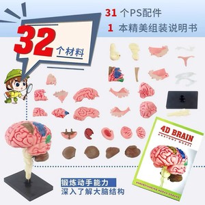 แบบจำลองกายวิภาคสมอง 4 มิติ 32 ส่วนของเล่นเพื่อการศึกษาพลาสติกสำหรับเด็กชุดการเรียนรู้วิทยาศาสตร์ - Product Image 1
