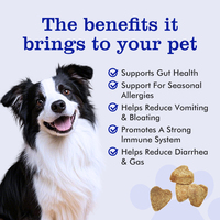 Pet Yuan Muscle Gain Soft Chews Comprimés Poudre Développement Musculaire et Récupération pour Tous Les Chiens Body Mass Building Complément Alimentaire