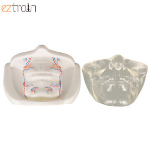 แบบจำลองใบหน้าส่วนล่างของผู้หญิง<span class=keywords><strong>ท</strong></span>ี่มีหลอดเลือดแบบจำลองใบหน้าที่มีกากบาทการฝึกยกด้าย - Product Image 5