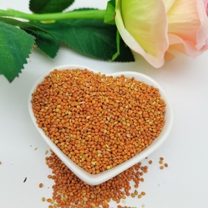 Nouvelle récolte, approvisionnement direct usine, <span class=keywords><strong>millet</strong></span> rouge en coque de haute qualité à prix abordable - Product Image 1