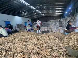 Jengibre fresco vietnamita para té de hierbas y cocina Distribución DE LA UE y Australia - Product Image 6