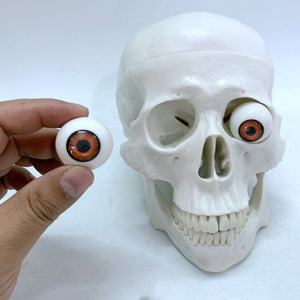 Crâne humain de haute qualité avec tête et globe oculaire - Product Image 4