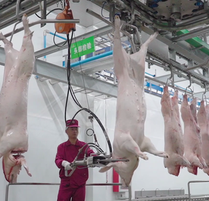 Machinerie d'abattage de porcs <span class=keywords><strong>à</strong></span> petite échelle pour mini abattoir, équipement complet d'abattage pour ligne d'abattage de porc - Product Image 3
