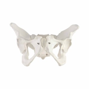 Lebensgroßes menschliches Skelett, weibliches Becken, anatomisches Modell für den medizinischen Unterricht - Product Image 2
