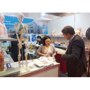 Modelo Ginecológico de PVC de Tamaño Real FT33B Marca ADA con Certificación ISO para Educación en Salud Materno-Infantil y Planificación Familiar en Hospitales - Product Image 4