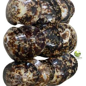 Concha de Limpet Ecológica de Alta Calidad, Concha Marina de Vietnam, Concha Redonda Hecha a Mano, Recuerdo Moderno Natural - Product Image 6