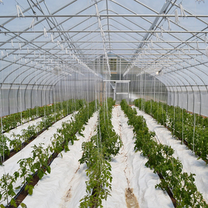 Invernadero Agrícola de Estructura de Acero Galvanizado de un Solo Tramo con Cubierta de Película de Polietileno con Protección UV - Product Image 5