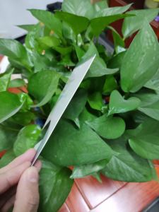 Tarjeta de Clave de Producto <span class=keywords><strong>Office</strong></span> Professional Plus <span class=keywords><strong>2021</strong></span> en Inglés, Clave de Producto <span class=keywords><strong>Office</strong></span> pp <span class=keywords><strong>2021</strong></span>, Clave Vinculada, Clave No Vinculada - Product Image 2