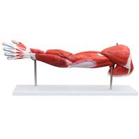 Modelo Anatómico de Brazo a Tamaño Real, 7 Partes Numeradas que Muestran los Músculos del Hombro, Brazo y Mano, con Certificación CE/ISO
