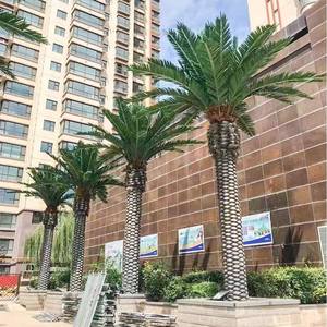 Vv376 Palmiers artificiels d'extérieur de haute qualité <span class=keywords><strong>Phoenix</strong></span> canariensis <span class=keywords><strong>Prix</strong></span> des palmiers <span class=keywords><strong>Phoenix</strong></span> canariensis <span class=keywords><strong>Prix</strong></span> des palmiers Washingtonia - Product Image 5
