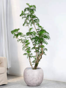 Macetero Alto de Magnesio Estilo Nórdico para Interiores/Exteriores, para Árboles y Plantas de Salón - Product Image 3