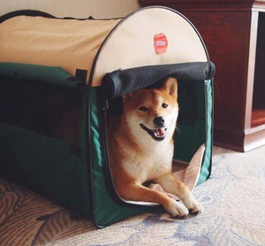 Meilleures ventes 2024 en dropshipping : Produits jetables pour animaux de compagnie, échantillon gratuit, couches pour chiens en gros - Product Image 4