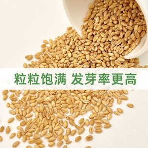 เมล็ดหญ้าแมว ปลูกง่าย สำหรับแมว ช่วยลดก้อนขน แหล่งผลิตเจ้อเจียง 20 กรัม - Product Image 3
