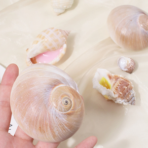 Nuevo Juguete de Simulación de Caracol para Aliviar el Estrés, Adorno de Caracol, Regalo - Product Image 3
