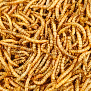 מזון זוחלים וציפורים ממותג פרטי (OEM) עשיר בחלבון, חטיפים טבעיים ובריאים, תולעי קמח מיובשות - Product Image 5