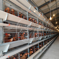 Nouveau système de cages en acier galvanisé à chaud pour poules pondeuses, cage en H pour 128 poulets, équipement agricole automatique Agricon