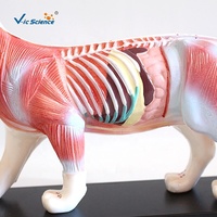 Modelo Anatómico de Acupuntura de Gato a Tamaño Real con Puntos de Meridiano Marcados, Especímen para Entrenamiento Clínico de Veterinaria con Medicina Tradicional China, CE/ISO/ROHS/CNAS