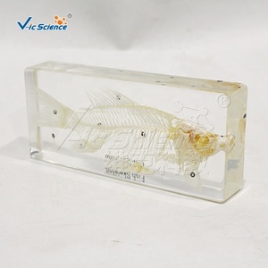 Modelo Anatómico <span class=keywords><strong>de</strong></span> <span class=keywords><strong>Esqueleto</strong></span> <span class=keywords><strong>de</strong></span> <span class=keywords><strong>Pez</strong></span> VicScience, Esqueletos <span class=keywords><strong>de</strong></span> Animales <span class=keywords><strong>de</strong></span> Plástico - Product Image 3