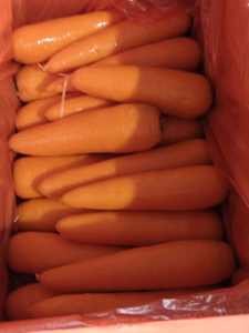 Bio-Karotte Sorte 316 Rot 20cm 0,15kg Karton Frisches Lebensmittel Umbellige Gemüseart Shandong 3 Monate Haltbarkeit Kühllagerung - Product Image 3