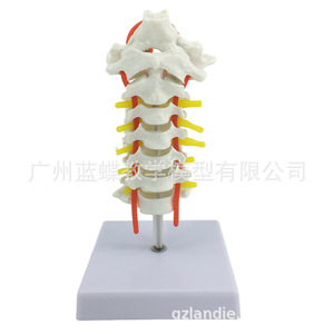 Modèle neuro-orthopédique de colonne cervicale humaine naturelle de grande taille avec artère carotide, disque intervertébral et os occipital - Product Image 1