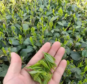 Free Shipping 1Pack 100pcs <strong>Green</strong> Tea <strong>Extract</strong> + <strong>Green</strong> Coffee Beans <strong>Apple</strong> Cider Vinegar Powder Herbal <strong>Extract</strong> Health Food Grade - Product Image 6