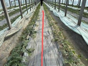 Acide aminé chélaté Ca Calcium Fe <span class=keywords><strong>Fer</strong></span> Mg Magnésium Mn Cu Cuivre Zn Zinc oligo-élément Engrais en poudre - Product Image 3