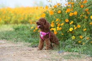 Truelove rompi <span class=keywords><strong>Harness</strong></span> anjing olahraga reflektif kualitas tinggi rompi <span class=keywords><strong>Harness</strong></span> hewan peliharaan mewah tahan lama ringan bersirkulasi dengan tali kekang besar - Product Image 6