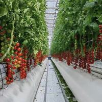 Serre agricole multi-chapelles Sinok avec systèmes de contrôle intelligent et de culture hors-sol pour légumes et tomates