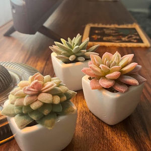Gran oferta de <span class=keywords><strong>suculentas</strong></span> falsas realistas personalizables que no se desvanecen <span class=keywords><strong>plantas</strong></span> <span class=keywords><strong>suculentas</strong></span> artificiales en maceta para decoración de oficina en casa - Product Image 2
