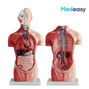 Modèle anatomique de torse <span class=keywords><strong>humain</strong></span> sans sexe de 42 cm/18 parties - Product Image 5