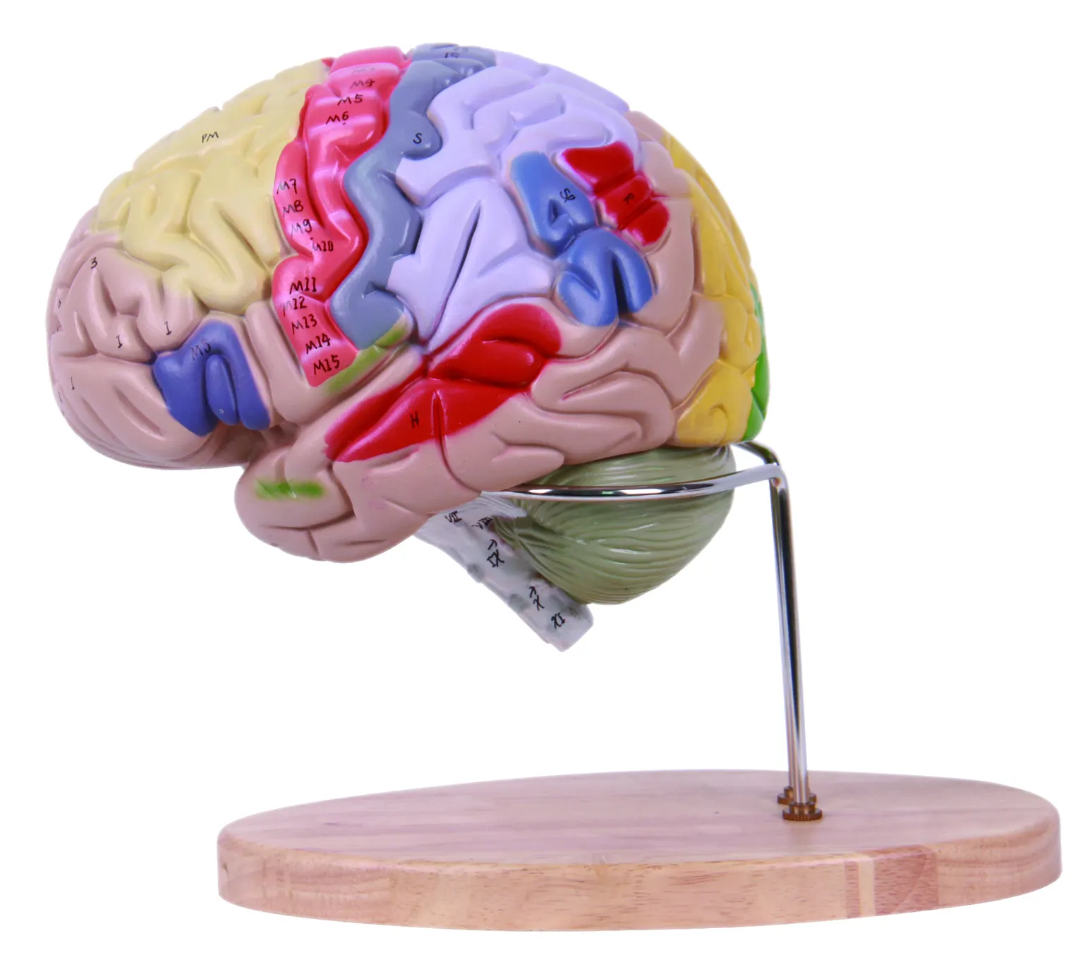 Onderwijs Anatomie Plastic Hersenen Modellen Human Anatomisch Brain Model Voor Medische Studenten