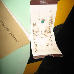 Liquide phéromone sexuelle efficace Ephestia Elutella pour le contrôle des mites dans les entrepôts - Product Image 2