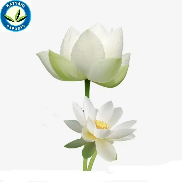 Pure 100% Organic & Natuurlijke Witte Lotus Absolute