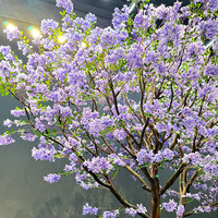 Maßgefertigter Großer Künstlicher Jacaranda-Baum, Innenraum-Dekorationsbaum für Filmrequisiten & Kommerzielle Landschaftsgestaltung