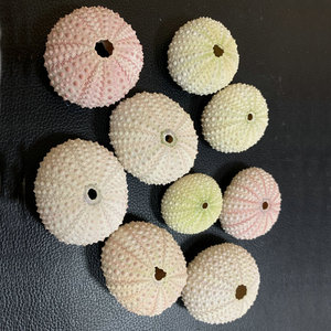 Naturel Petite Mer Coquille <span class=keywords><strong>Oursin</strong></span> De Mariage Décoration Conque Plage Coquillages Maison Côtière Décoration - Product Image 4