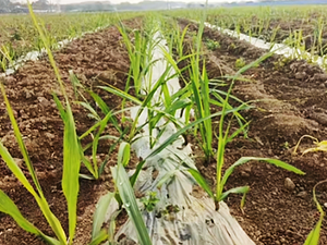 Tự động thiết lập cắt & gieo trồng mía | Thích hợp cho các trang trại lớn/nhỏ - Product Image 6