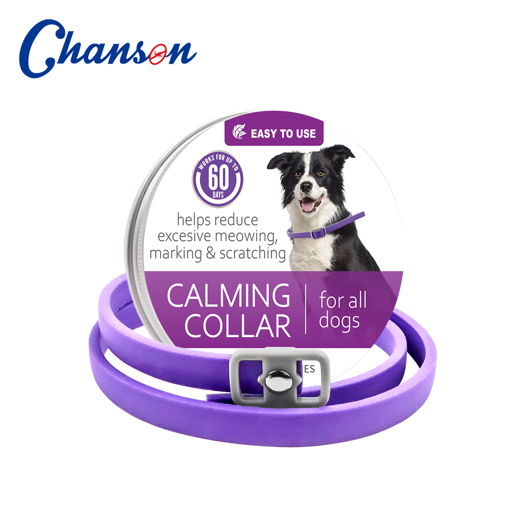Violet (Chien) -1