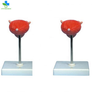 Modelo <span class=keywords><strong>de</strong></span> Anatomía <span class=keywords><strong>de</strong></span> <span class=keywords><strong>la</strong></span> <span class=keywords><strong>vejiga</strong></span> del órgano interno <span class=keywords><strong>de</strong></span> plástico humano <span class=keywords><strong>de</strong></span> PVC modelo <span class=keywords><strong>de</strong></span> enseñanza magnificado para <span class=keywords><strong>la</strong></span> ciencia médica y <span class=keywords><strong>la</strong></span> Escuela <span class=keywords><strong>de</strong></span> Medicina - Product Image 3