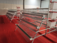 Cage à poules de type A avec acier galvanisé et système d'alimentation automatique, garantie 1 an