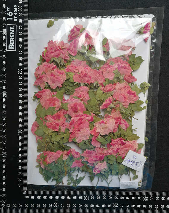 Real Dried Pressed Flower Rose With Branch