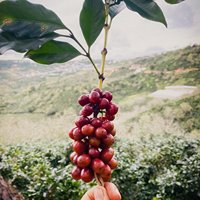 Arábica tostado Catimor Completamente lavado Precio razonable Vietnam Granos de café verde crudo Granos de café Embalaje Logotipo personalizado